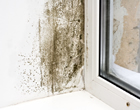 Boca Raton mold testing