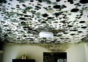 Boca Raton Mold Removal