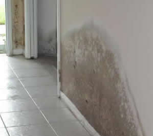 Boca Raton Mold Removal